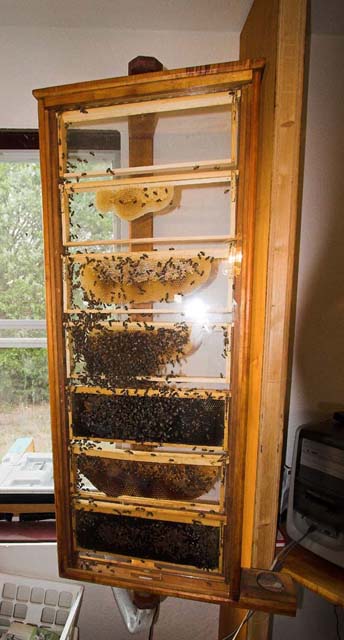 Free Observation Hive Plans anyone?