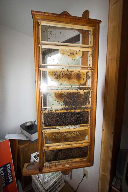 MyOldTools.com -- Observation Hive Custom built observation beehives 